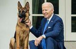 Biden's German Shepherd Commander is REMOVED from the White House after ... trends now