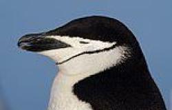Chinstrap penguins fall asleep 10,000 times a DAY - but only snooze for four ... trends now