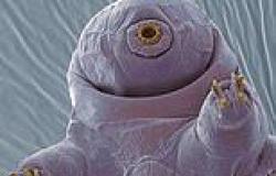 Anti-aging elixir could be hiding in 'indestructible' tardigrades, say ... trends now