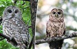 US government plans to unleash 'hunters' to KILL half a million owls in three ... trends now