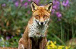 Early man's best friend was the fox as the animal was domesticated by humans, ... trends now