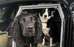 Pet owner, 28, is left shaken after horror 70mph crash on the motorway destroys ... trends now