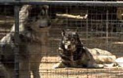 Cops raid the owner of a pack of vicious wolf-hybrid dogs wreaking havoc across ... trends now