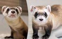 Scientists clone TWO endangered animals using frozen genes from 1988: Process ... trends now