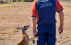Pilot and kangaroo hold hands in 'paw-some' airport encounter
