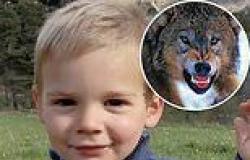 Tragic French toddler Emile Soleil may have been eaten by WOLVES: Shock claim ... trends now