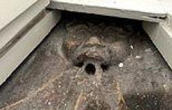 Couple in Lincoln are baffled to discover a 'Medieval' gargoyle hidden under a ... trends now