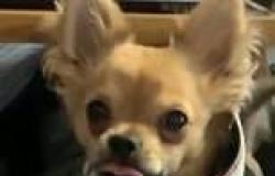 South Yarra dog theft: Owners' desperate plea for return of chihuahua after he ... trends now