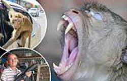 The monkey gangs turning this Thai city into a real-life Planet of the Apes, ... trends now