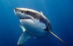 Exmouth shark attack: Man rushed to hospital after he was bitten by shark ... trends now