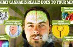What smoking cannabis really does to your mind: Experts reveal the surprising ... trends now