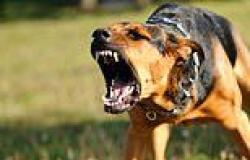 Burpengary dog attack: Woman in serious condition with 'significant hand and ... trends now