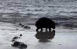 Wombat's 'strange' act by the ocean captured by puzzled tourists: 'Unusual ... trends now