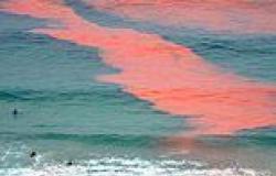 Perth algal: Beachgoers warned to steer clear of the ocean or risk getting a ... trends now