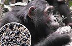 Chimps are now eating disease-ridden bat feces as over-farming wipes out food ... trends now