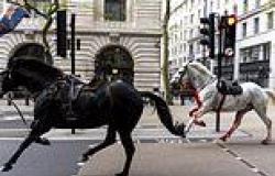 LIVE: Horses covered in blood rampage through central London with one soldier ... trends now