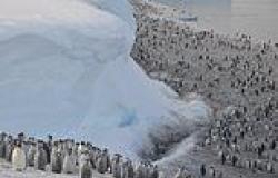 Emperor penguins are on the pathway to EXTINCTION: 99% of birds could be wiped ... trends now