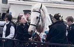 Will runaway Household Cavalry horse ever return to active duty? Equine experts ... trends now