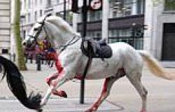 Household Cavalry horses recovering from London rampage may see out their days ... trends now