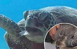 Moment turtle chokes on plastic off Hawaii coast revives memories of 2015 video ... trends now
