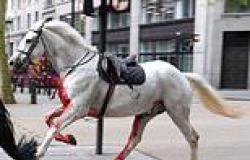 Runaway Household Cavalry horse Vida 'sustained wound that could become fatally ... trends now