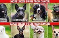 Revealed: The dog breeds at the highest risk of dying from cancer - with ... trends now