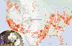 US wildflower map: Where to see the best blooms across the country before ... trends now