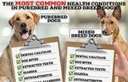 Purebred dogs are just as healthy as mixed breeds! Scientists debunk ... trends now