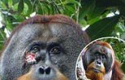 Scientists watch orangutan treat its own wound with medicinal plant for the ... trends now