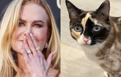 Weekly news quiz: Bonza cancellations, Nicole Kidman's award and a cat far from ...