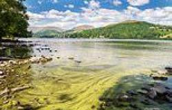 Lake Windermere is turning GREEN thanks to tourists: Shocking images show the ... trends now