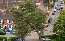 'Leaning Tree of Bedford' now slanted at nearly 30 degrees is set to be cut ... trends now