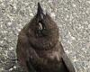Mysterious disease is blinding and killing hundreds of birds in DC area