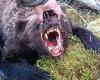 Bear EATS 16-year-old at Russian national park before it is stabbed with a ...