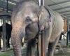 Elephants 'so weak they were held up by chains around their necks' found at ...
