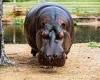 Keepers devastated after beloved 26-year-old hippo Mana dies at Dubbo's Taronga ...