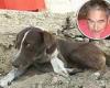 Dog makes daily visit to Mexico coal mine where his owner was killed in tragic ...