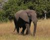 Rogue elephant kills 16 Indian villagers after it was 'expelled from his herd ...