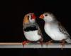 Songbirds and humans share common speech patterns, study says
