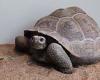 Hugo the Galapagos tortoise will finally meet his new girlfriend at the ...