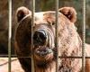 Brown bear family rescued after years of entertaining hotel guests in Ukraine