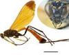 New wasp discovered looks like a 'flying jewel' and its body glows electric ...