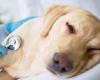 Melbourne dog gastro: over 100 dogs struck with disease after attending ...