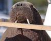 Wally the walrus: Officials want to deport 2,000lb beast from his temporary ...