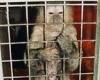 MARK EDMONDS reveals the barbaric reality of life for primates trafficked on ...