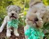Puppy born with no eyes dumped by breeder who bred runts to create the smallest ...