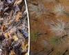 Swarms of gypsy moths are stripping trees bare in the North East