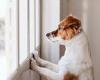 Almost one in FIVE 'pandemic pup' owners admit they are considering rehoming ...