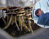 MAGIC MUSHROOMS could work as antidepressant, study finds