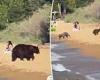 Black bears play in water and sun themselves at Lake Tahoe while surrounded by ...